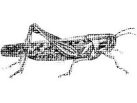 ANML0298.jpg