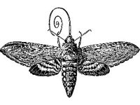 ANML0296.jpg