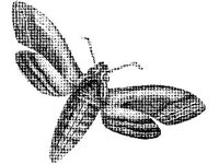 ANML0294.jpg