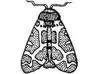ANML0293.jpg