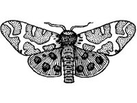 ANML0290.jpg