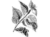 ANML0287.jpg