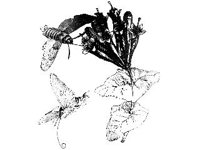 ANML0286.jpg