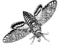 ANML0284.jpg