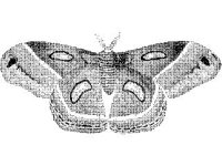 ANML0281.jpg