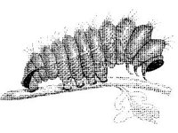 ANML0280.jpg
