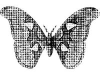 ANML0279.jpg
