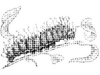ANML0278.jpg