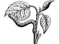 ANML0276.jpg