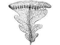 ANML0275.jpg