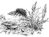 ANML0274.jpg