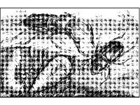 ANML0263.jpg
