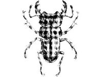 ANML0260.jpg