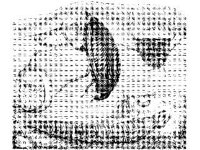 ANML0257.jpg