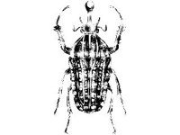 ANML0254.jpg