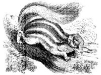 ANML0597.jpg