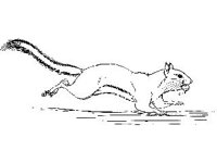 ANML0590.jpg