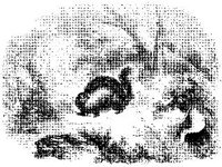 ANML0588.jpg
