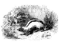 ANML0587.jpg