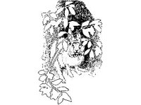 ANML0582.jpg