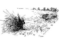 ANML0580.jpg