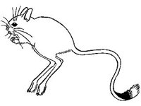 ANML0565.jpg