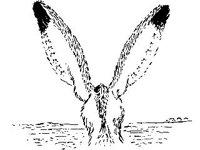 ANML0564.jpg
