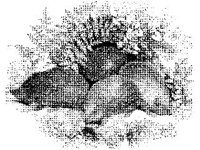 ANML0562.jpg