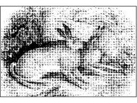 ANML0561.jpg
