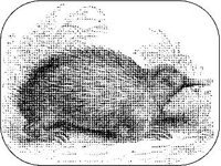 ANML0557.jpg