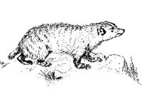 ANML0550.jpg