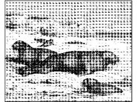 ANML0547.jpg