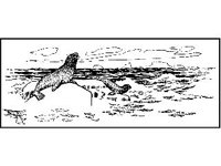ANML0544.jpg