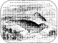 ANML0543.jpg