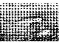 ANML0541.jpg