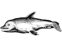 ANML0540.jpg