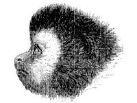ANML0534.jpg