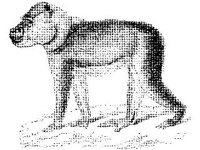ANML0523.jpg