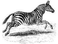 ANML0519.jpg