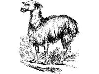ANML0516.jpg
