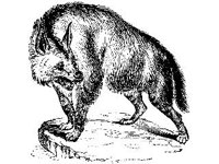 ANML0515.jpg