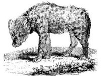 ANML0513.jpg