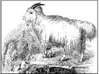 ANML0512.jpg