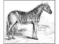ANML0511.jpg