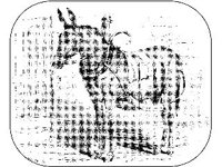 ANML0508.jpg