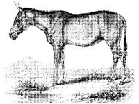 ANML0507.jpg