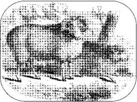ANML0506.jpg