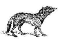 ANML0501.jpg