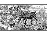 ANML0500.jpg
