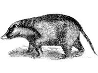 ANML0499.jpg